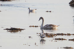 Mute Swan photographed at Belle Greve Bay [BEL] on 11/11/2016. Photo: &copy; Andy Marquis