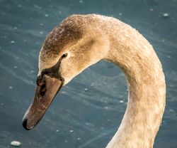 Mute Swan photographed at QE2 Marina [QE2] on 11/11/2016. Photo: &copy; berni kerrigan