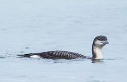 Black-throated Diver photographed at L'Ancresse [LAN] on 23/12/2016. Photo: &copy;  Rockdweller
