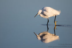 Little Egret photographed at Claire Mare [CLA] on 22/1/2017. Photo: &copy; Andy Marquis