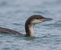 Black-throated Diver photographed at Pembroke [PEM] on 7/1/2017. Photo: &copy; Dan Scott