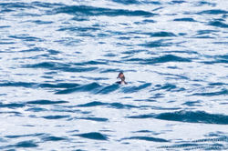 Black-necked Grebe photographed at Belle Greve Bay [BEL] on 15/2/2017. Photo: &copy; Andy Marquis