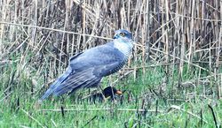 Sparrowhawk photographed at Claire Mare [CLA] on 12/3/2017. Photo: &copy; Adrian Bott