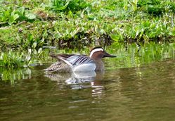 Garganey photographed at Rue des Bergers [BER] on 17/3/2017. Photo: &copy; Mark Guppy