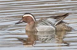 Garganey photographed at Rue des Bergers [BER] on 17/3/2017. Photo: &copy; Anthony Loaring