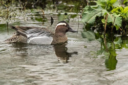 Garganey photographed at Rue des Bergers [BER] on 20/3/2017. Photo: &copy; Rod Ferbrache