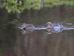 Garganey photographed at Rue des Bergers [BER] on 24/3/2017. Photo: &copy; Mike Cunningham