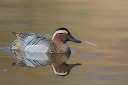 Garganey photographed at Rue des Bergers [BER] on 2/4/2017. Photo: &copy; Dan Scott