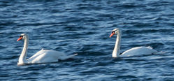 Mute Swan photographed at Shingle Bank on 23/4/2017. Photo: &copy;  Rockdweller