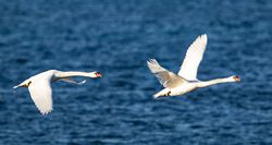 Mute Swan photographed at Shingle Bank on 23/4/2017. Photo: &copy;  Rockdweller