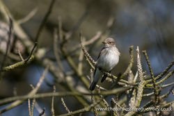Spotted Flycatcher photographed at Pleinmont [PLE] on 8/5/2017. Photo: &copy; Rod Ferbrache