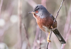Dartford Warbler photographed at South Coast Cliffs on 5/4/2017. Photo: &copy;  Rockdweller