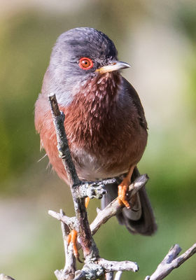 Dartford Warbler photographed at South Coast Cliffs on 5/4/2017. Photo: &copy;  Rockdweller