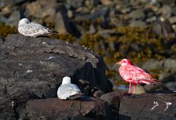 Herring Gull photographed at Fort Le Crocq [FLC] on 4/7/2017. Photo: &copy;  Rockdweller