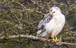 Buzzard photographed at Rue des Hougues, STA [H04] on 5/4/2017. Photo: &copy;  Rockdweller