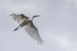 Little Egret photographed at Vale Pond [VAL] on 9/8/2017. Photo: &copy; Rod Ferbrache