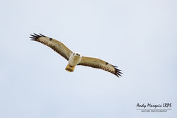 Buzzard photographed at Paradis [PAR] on 2/9/2017. Photo: &copy; Andy Marquis