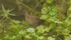 Water Rail photographed at Jerbourg [JER] on 21/9/2017. Photo: &copy; lorna harborow