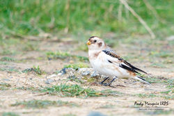 Snow Bunting photographed at Fort Hommet [HOM] on 7/10/2017. Photo: &copy; Andy Marquis