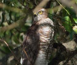 Sparrowhawk photographed at Rue des Bergers on 13/10/2017. Photo: &copy; Dave Carre