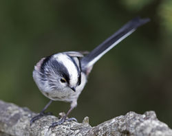Long-tailed Tit photographed at St Peter Port [SPP] on 21/10/2017. Photo: &copy; Mike Cunningham