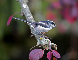 Long-tailed Tit photographed at St Peter Port [SPP] on 21/10/2017. Photo: &copy; Mike Cunningham