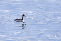Black-necked Grebe photographed at Red Lion Beach [RED] on 6/1/2018. Photo: &copy; Andy Marquis