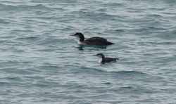 Black-throated Diver photographed at Belle Greve Bay [BEL] on 14/1/2018. Photo: &copy; Judy Down