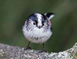 Long-tailed Tit photographed at St Peter Port [SPP] on 26/1/2018. Photo: &copy; Mike Cunningham