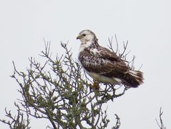 Buzzard photographed at Rue des Hougues, STA [H04] on 5/2/2018. Photo: &copy; Wayne Turner