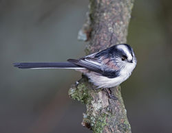 Long-tailed Tit photographed at St Peter Port [SPP] on 11/2/2018. Photo: &copy; Mike Cunningham