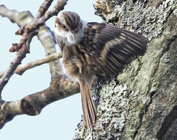 Short-toed Treecreeper photographed at foulon on 17/2/2018. Photo: &copy; Mike Cunningham