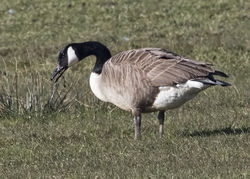Greater Canada Goose photographed at Colin Best NR [CNR] on 25/2/2018. Photo: &copy; Anthony Loaring