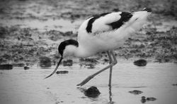 Avocet photographed at Colin Best NR [CNR] on 1/3/2018. Photo: &copy; Phil Alexander