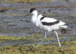 Avocet photographed at Colin Best NR [CNR] on 3/3/2018. Photo: &copy; Anthony Loaring