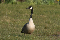 Greater Canada Goose photographed at Route de Vaugrat on 8/3/2018. Photo: &copy; Rod Ferbrache