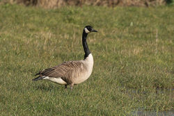 Greater Canada Goose photographed at Route de Vaugrat on 8/3/2018. Photo: &copy; Rod Ferbrache