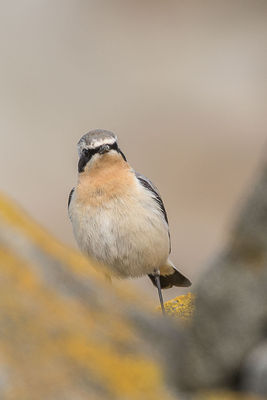 Wheatear photographed at Jaonneuse [JAO] on 12/3/2018. Photo: &copy; Rod Ferbrache