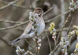 Reed Bunting photographed at Grands Marais/Pre [PRE] on 24/3/2018. Photo: &copy; Anthony Loaring