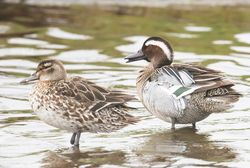 Garganey photographed at Claire Mare [CLA] on 12/4/2018. Photo: &copy;  Rockdweller