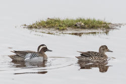 Garganey photographed at Claire Mare [CLA] on 12/4/2018. Photo: &copy; Rod Ferbrache