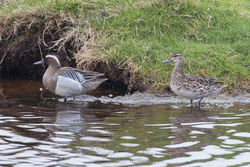 Garganey photographed at Claire Mare [CLA] on 12/4/2018. Photo: &copy; Rod Ferbrache