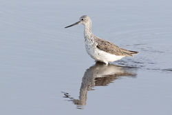 Greenshank photographed at Claire Mare [CLA] on 30/4/2018. Photo: &copy; Rod Ferbrache