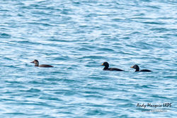 Common Scoter photographed at Pulias [PUL] on 1/5/2018. Photo: &copy; Andy Marquis