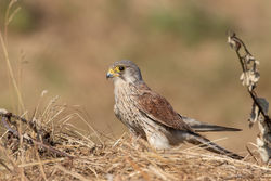 Kestrel photographed at Chouet [CHO] on 23/7/2018. Photo: &copy; Rod Ferbrache