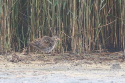 Spotted Crake photographed at Claire Mare [CLA] on 29/7/2018. Photo: &copy; Dan Scott