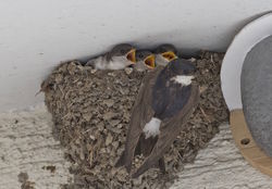 House Martin photographed at Landes du Marche [LAM] on 13/8/2018. Photo: &copy; Royston Carre