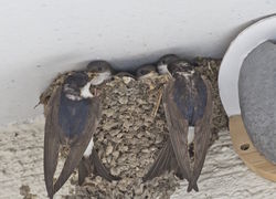 House Martin photographed at Landes du Marche [LAM] on 13/8/2018. Photo: &copy; Royston Carre