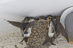 House Martin photographed at Landes du Marche [LAM] on 13/8/2018. Photo: &copy; Royston Carre