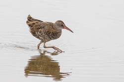 Water Rail photographed at Claire Mare [CLA] on 22/8/2018. Photo: &copy; Rod Ferbrache